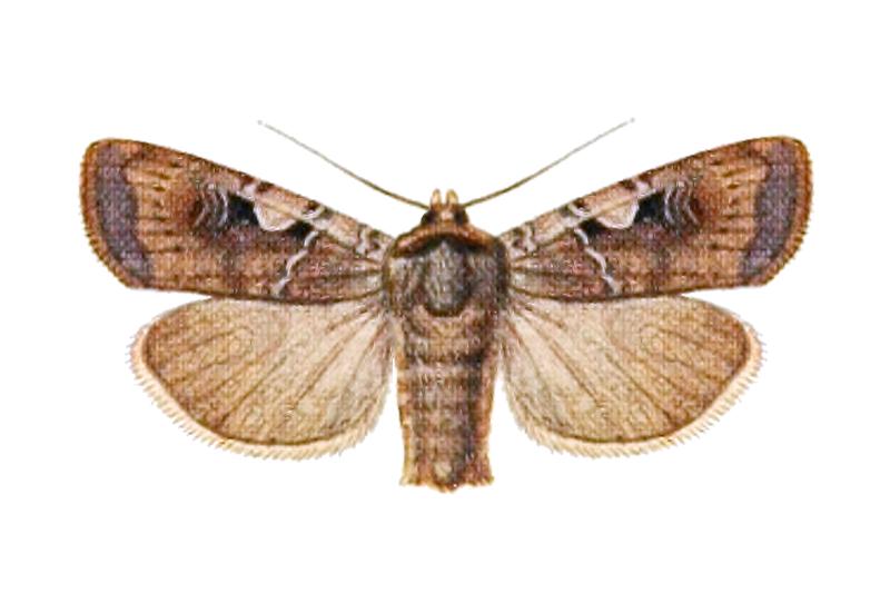 Xestia c-nigrum deraiota - Hampson