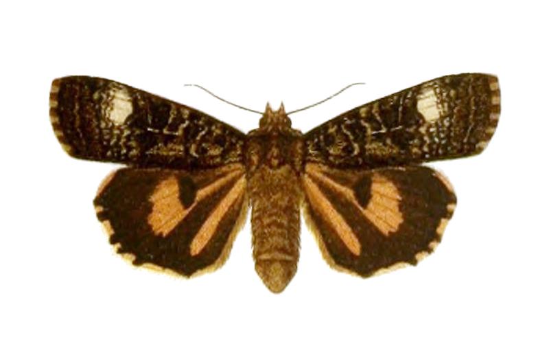 Xestia efflorescens - Seitz