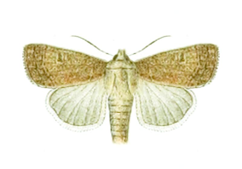 Xestia palaestinensis female - Seitz