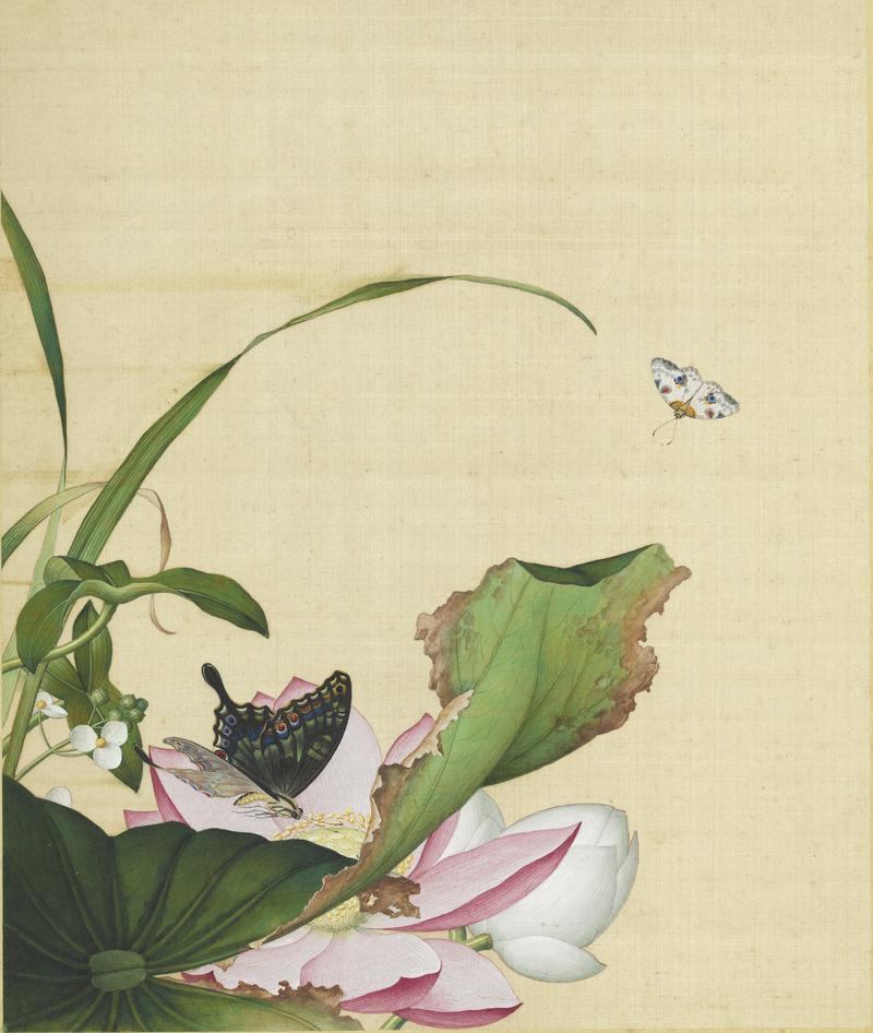 Picture of Nelumbo nucifera (lotus flower) and Sagittaria trifolia from Xian'e Changchun Album