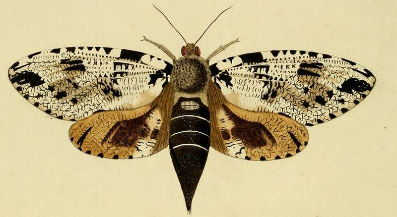 Xyleutes strix