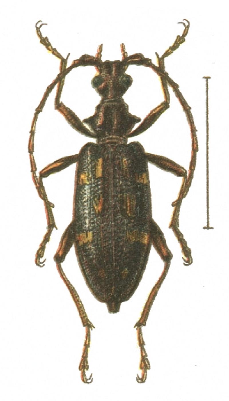 Xylosteus spinolae