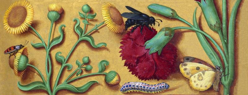 Xylocopa violacea on Evangile Jean, Grandes Heures Anne de Bretagne (Cropped version)