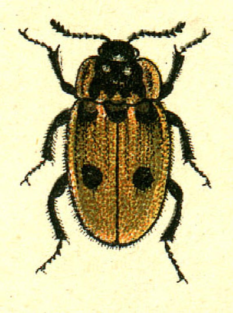Xylodrepa quadrimaculata