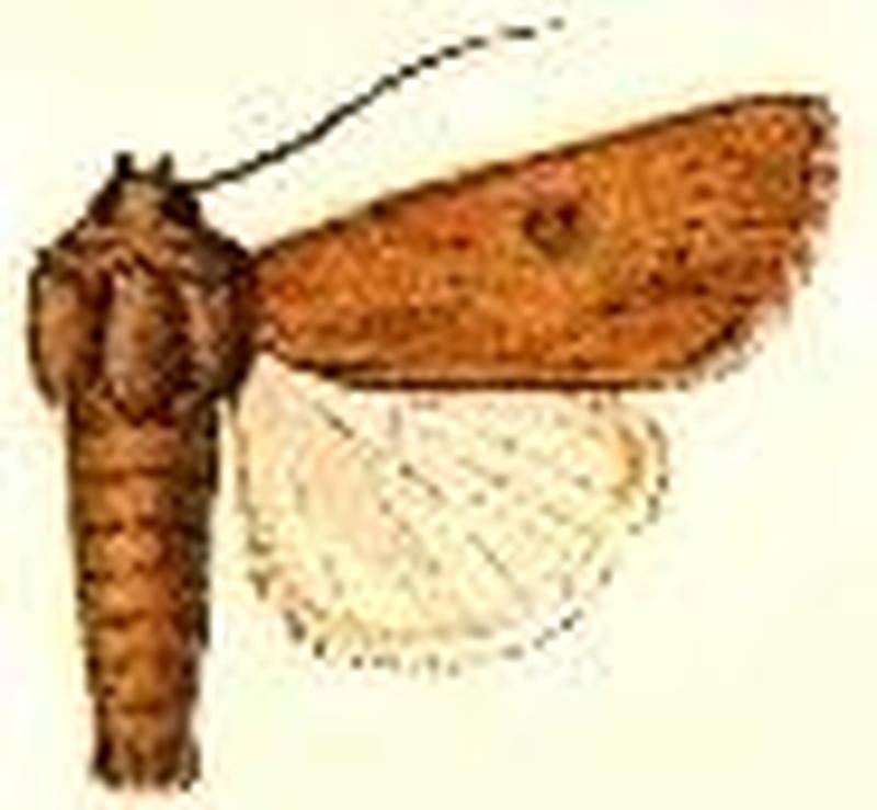 Xylomyges peruviana