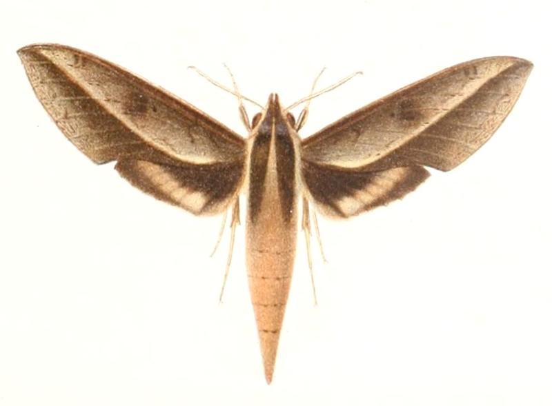 Xylophanes amadis 1895