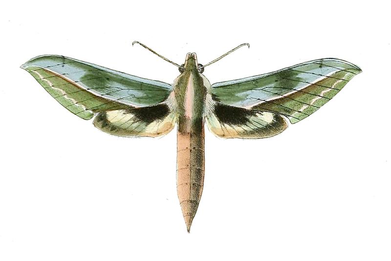 Xylophanes docilis (Butler, 1875)