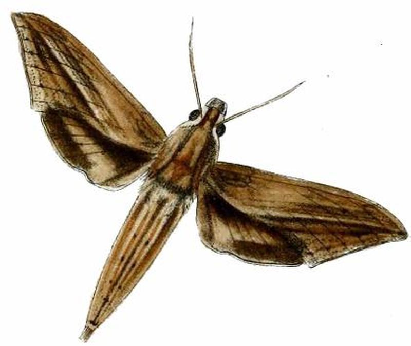 Xylophanes maculator