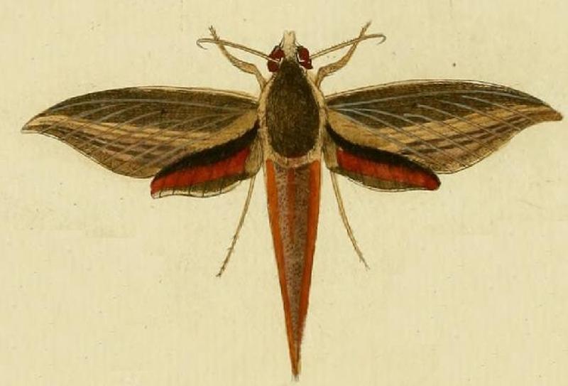 Xylophanes neoptolemus