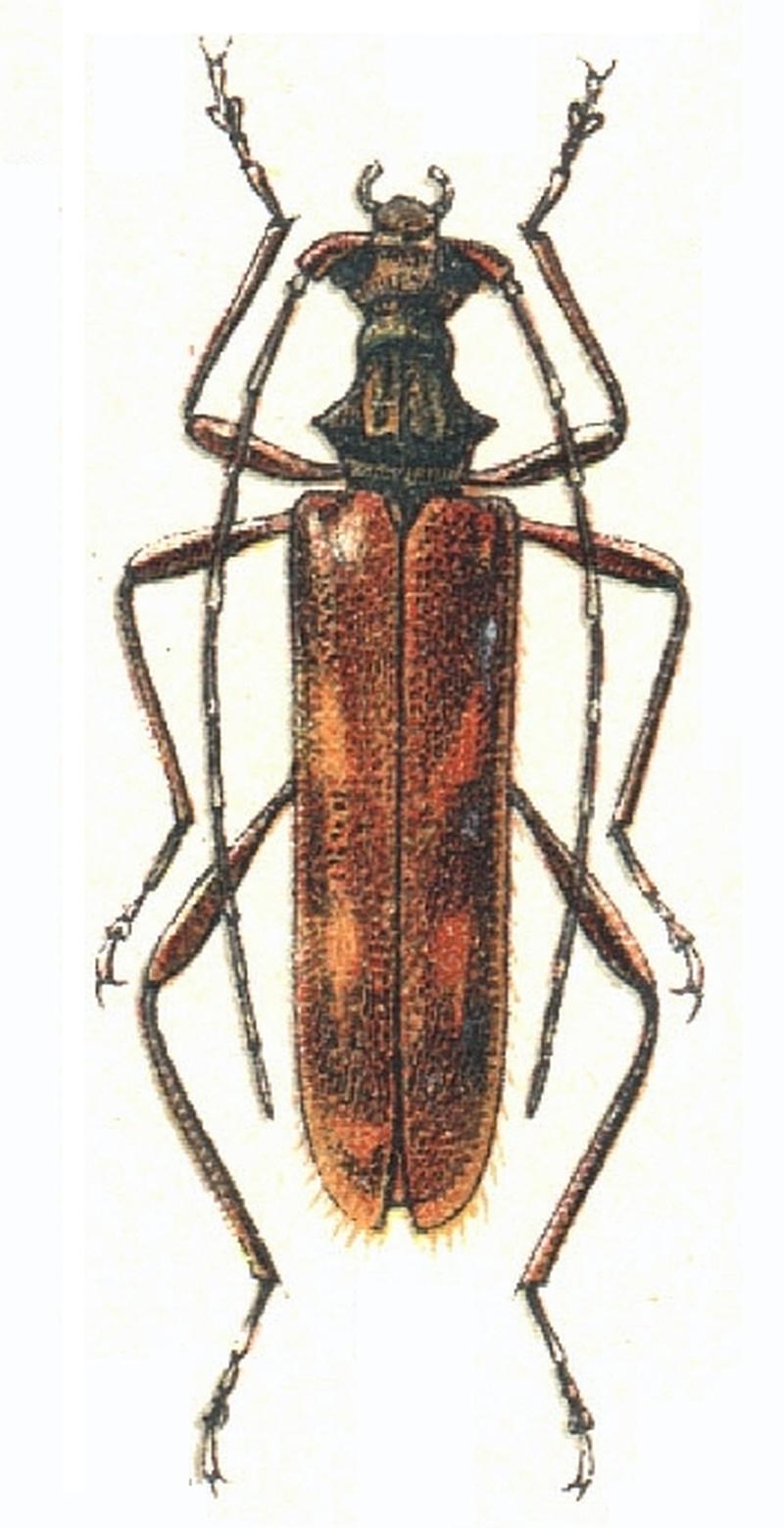 Leptorhabdium caucasicum Kraatz 1879