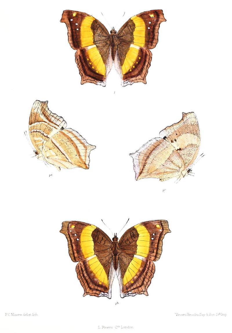 Yoma sabina vasuki 328