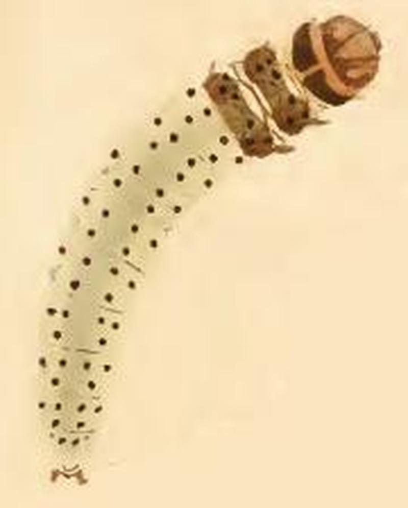 Ypsolopha ustella larva