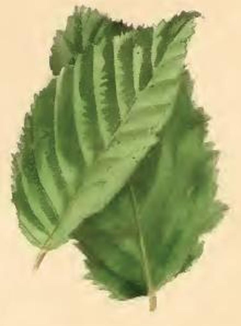 Ypsolopha ustella two leaves of hornbeam fastened together by larva