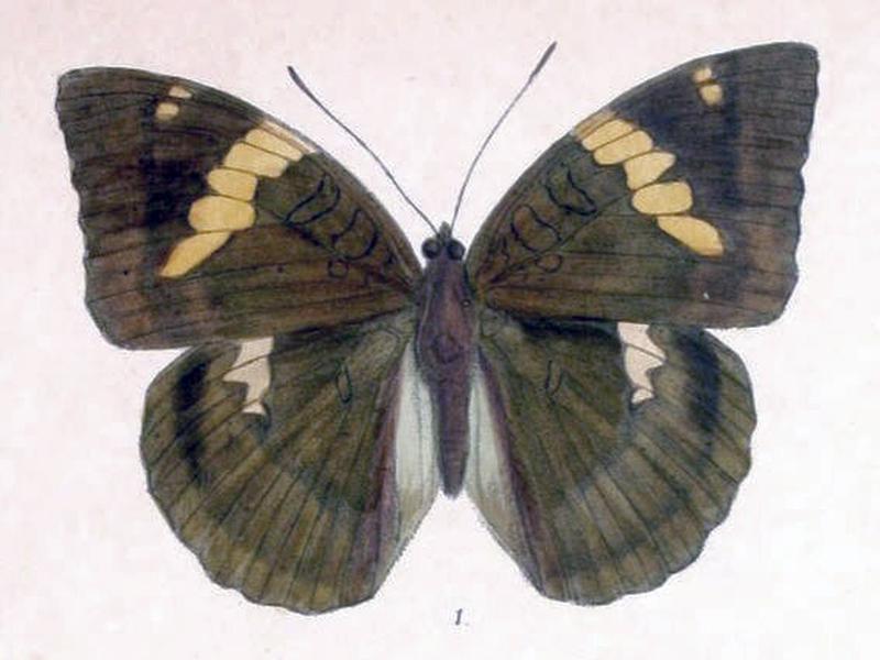 ZalapiaPatala244 1