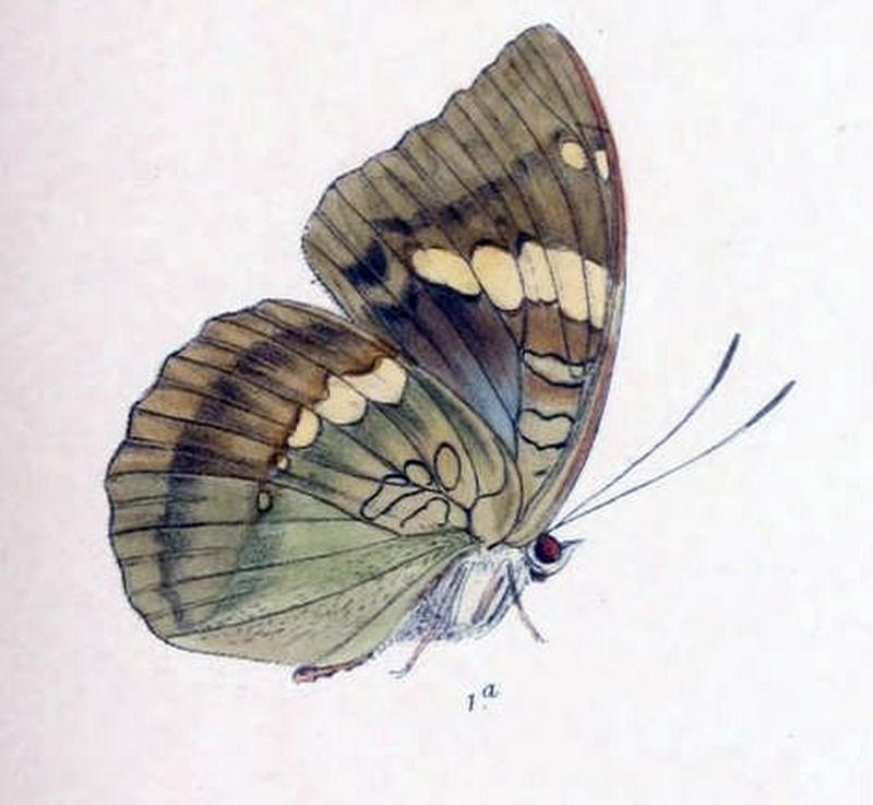 ZalapiaPatala244 1a