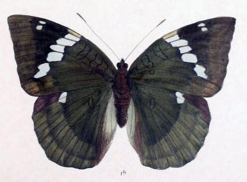 ZalapiaPatala244 1b