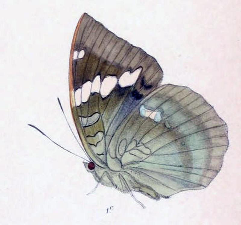 ZalapiaPatala244 1e