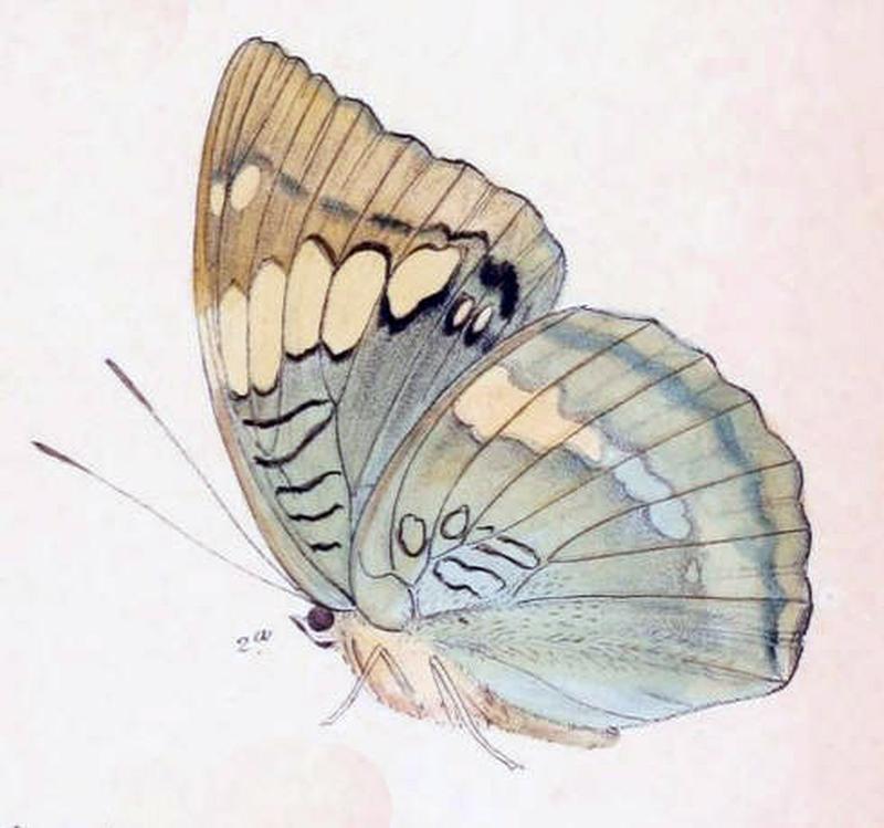 ZalapiaTaooana243 2a