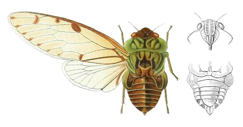 Zammara brevis Distant 1914