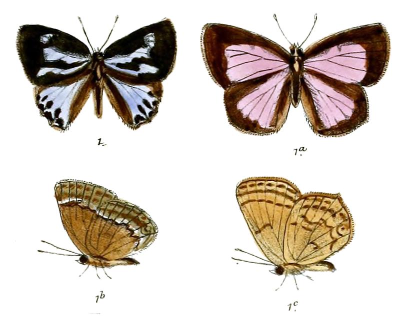 ZaronaJasoda 668 1 Fitch