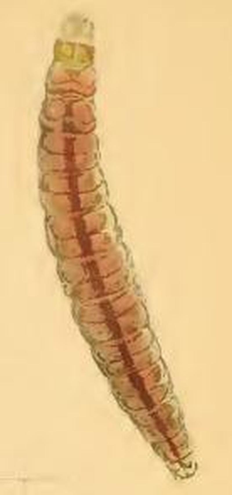 Zelleria hepariella larva