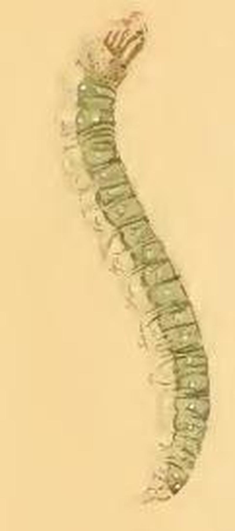 Zelleria oleastrella larva