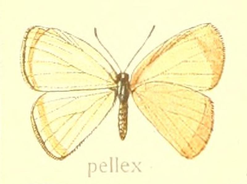 Zelotaea pellex Staudinger 1887, Macrolepidoptera15seit 0283 (cropped)