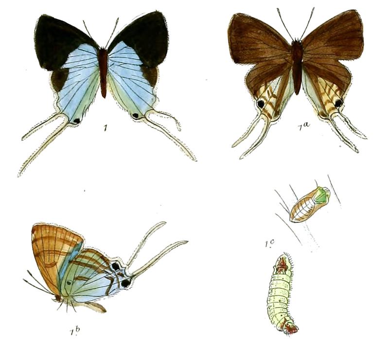 ZeltusEtolus 722 1 Fitch