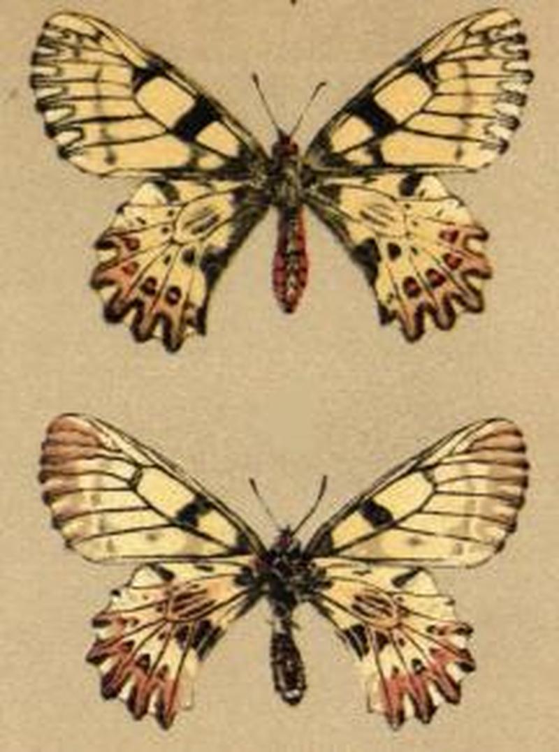 Zerynthia polyxena upperside and underside