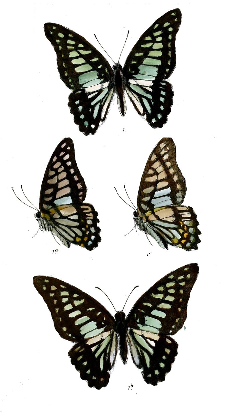 ZetidesChiron 469