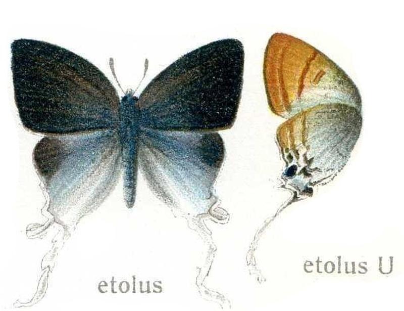 Zeltus etolus