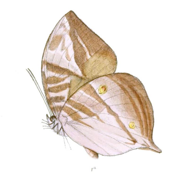 ZeuxidiaMasoni144 1a