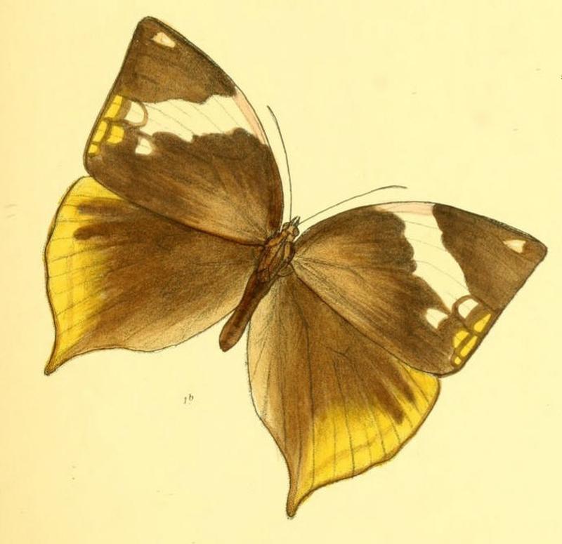ZeuxidiaMasoni144 1b