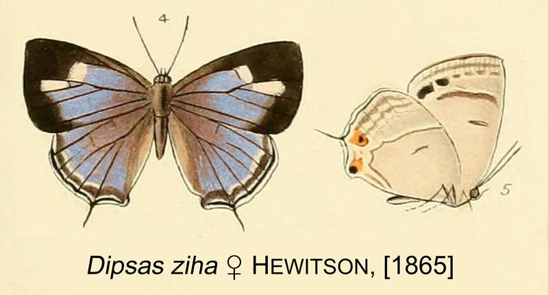 Shizuyaozephyrus ziha from original description