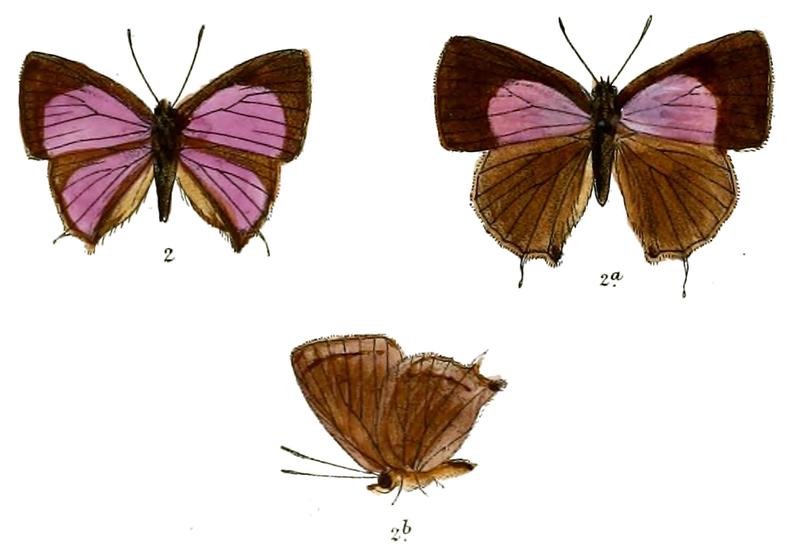ZinaspaTodara 720 2 Fitch