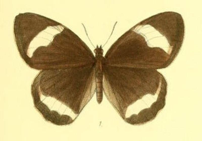 ZipaetisSaitis119 1