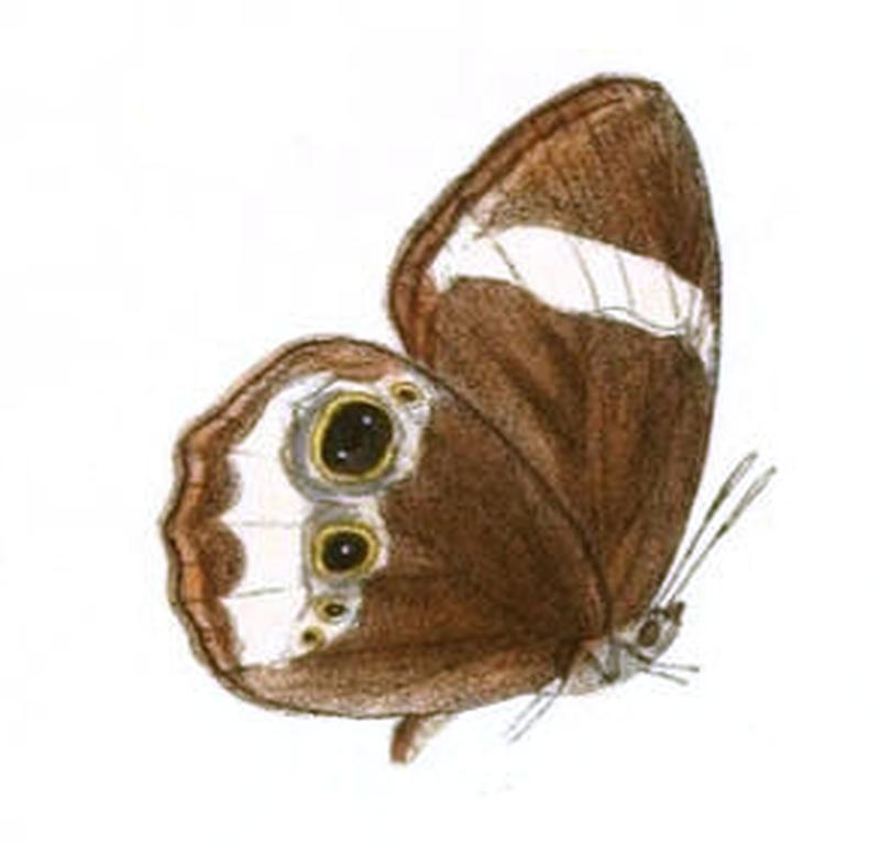 ZipaetisSaitis119 1a