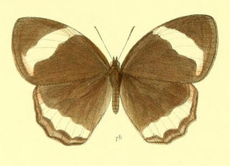 ZipaetisSaitis119 1b