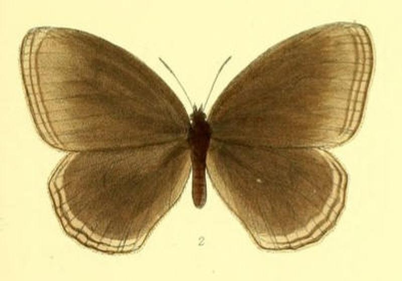 ZipaetisScylax119 2