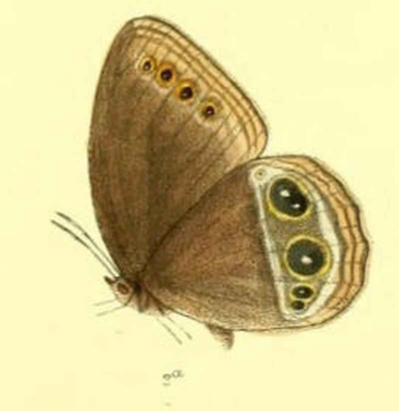 ZipaetisScylax119 2a