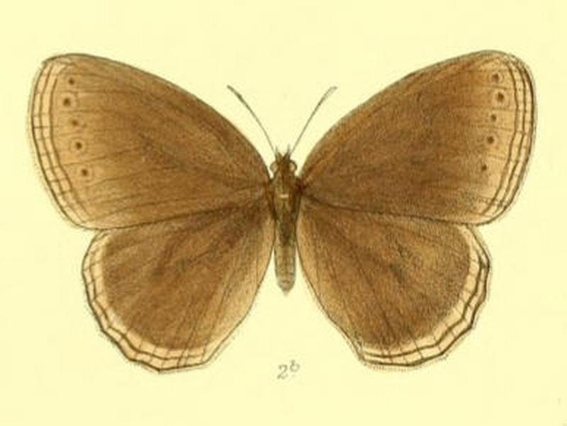 ZipaetisScylax119 2b