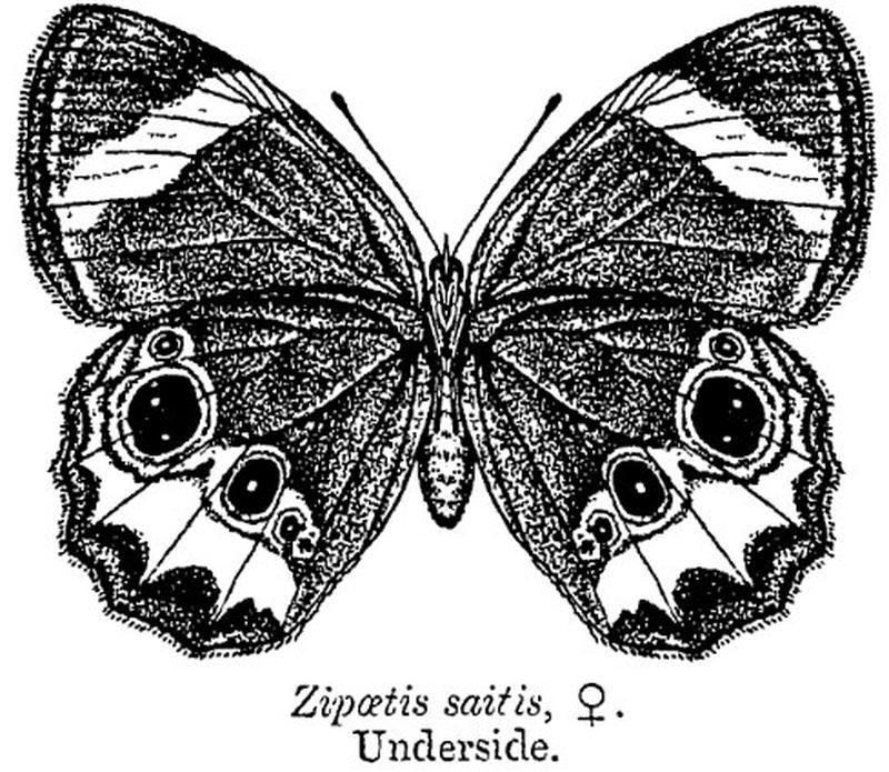 Zipoetis saitis ctb