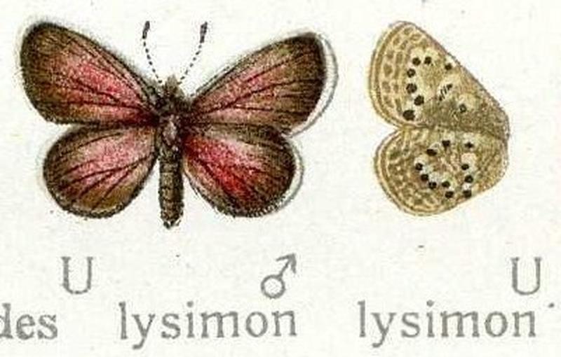 Zizeera lysimon