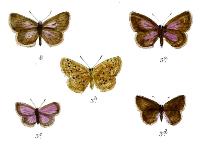 Zizera lysimon