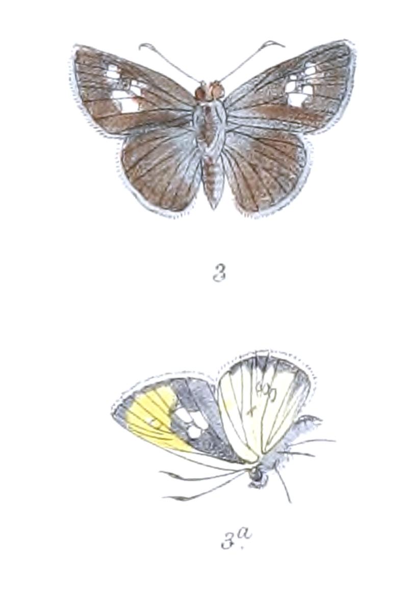 ZographetusFlavalum 800 3 Fitch