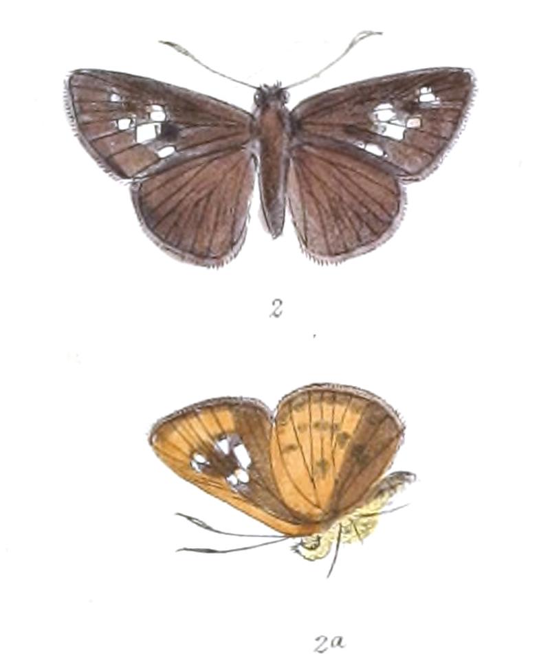 ZographetusFlavipennis 800 2 Fitch