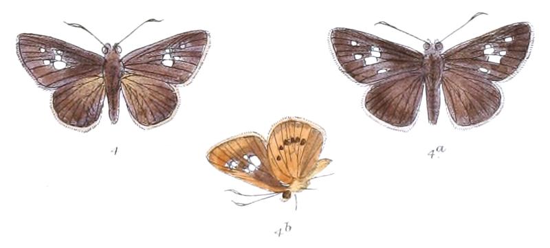 ZographetusOgygia 800 4 Fitch