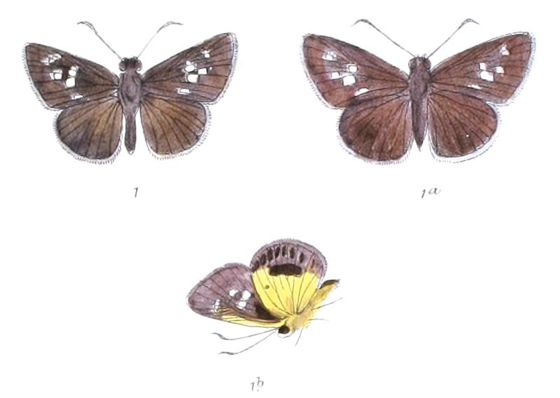 ZographetusSatwa 800 1 Fitch