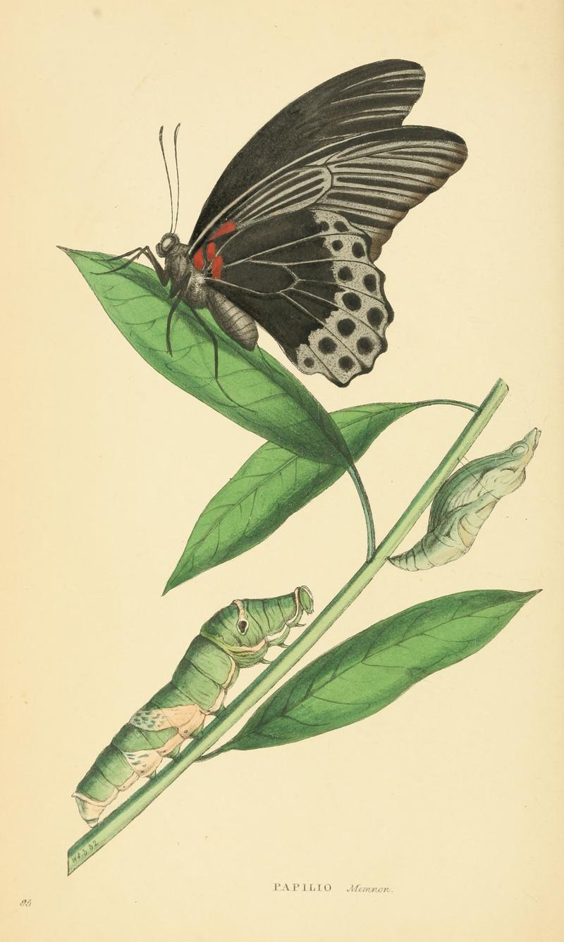 Zoological Illustrations Volume III Series 2 095