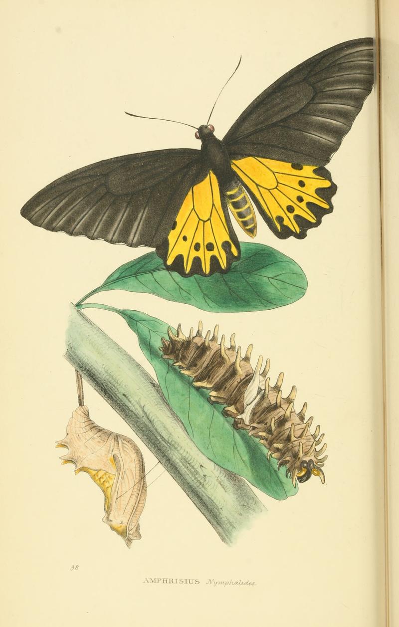 Zoological Illustrations Volume III Series 2 098